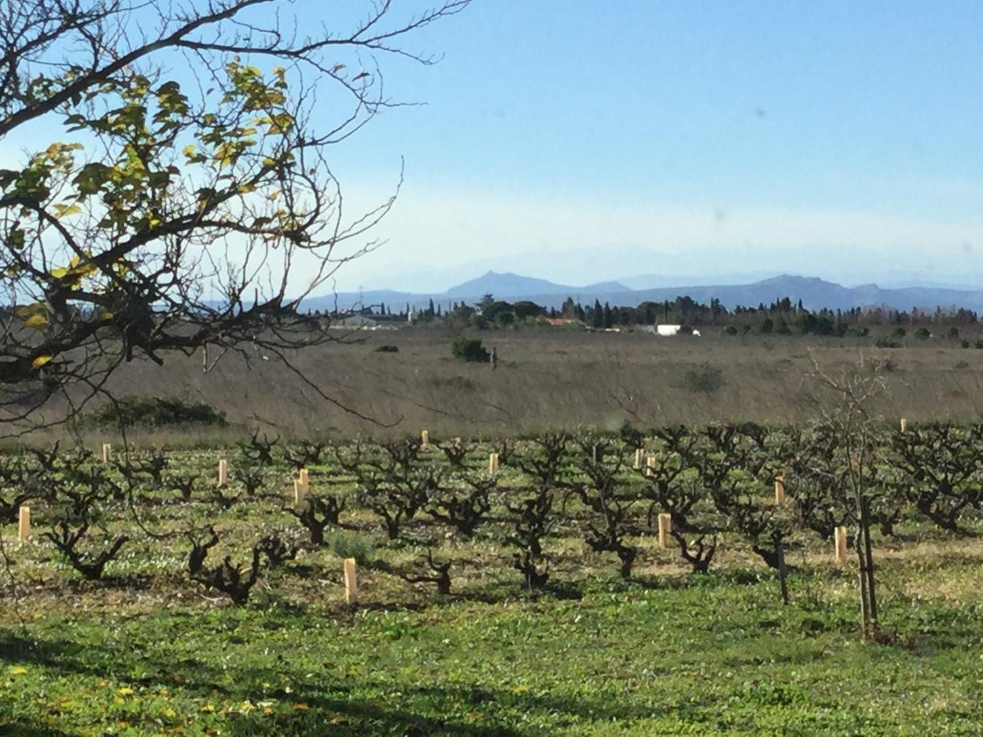 Mas Soleil Et Vignes Bed & Breakfast Saint-Hippolyte  Bagian luar foto